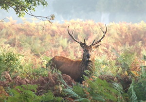 壓力角20°模數(shù)m8齒輪滾刀